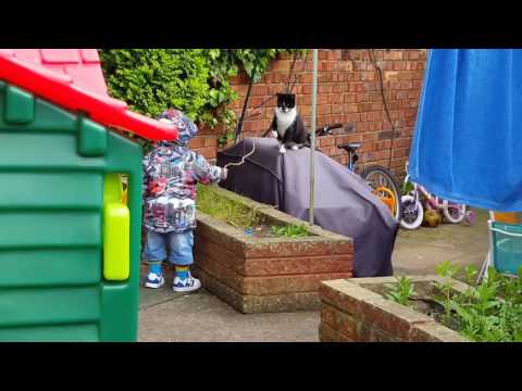 Cat trying to catch stick