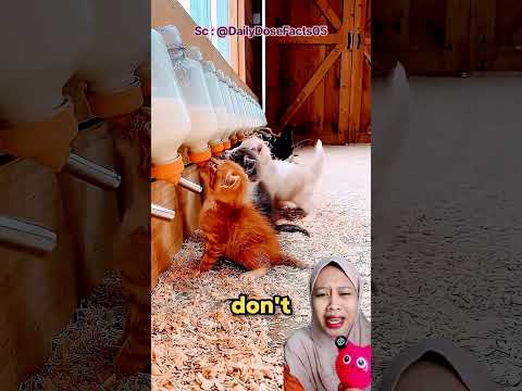 Dikira Kehabisan Susu, Kucing Putih Ini Sampai Panik Sendiri! 😂 DailyDoseFacts05