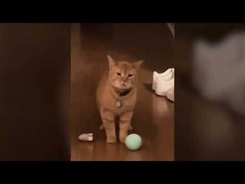 I Go Meow Meme | Singing Cat Meme