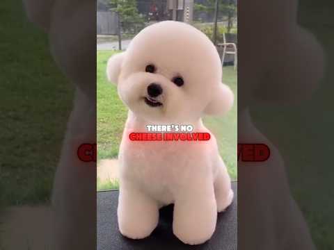 The most moppy dog breed, Meet the BICHON #bichonfrise