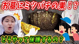 お墓に蜂の巣！？緊急出動してニホンミツバチを保護してきました！