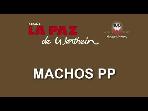 Toros PP La Paz de Werthein