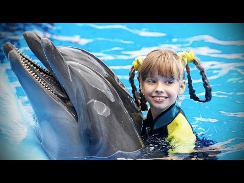 Les dauphins : des dauphins intelligents, beaux et drôles ! [animaux de compagnie amusants]