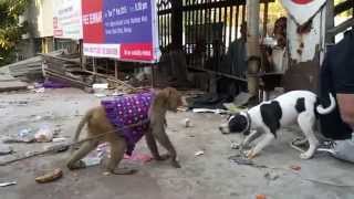 猿 vs 犬