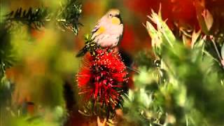 كلمات اغنية البلبل والزهرة عبد الحليم حافظ