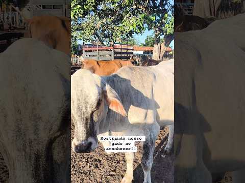 Mostrando nosso gado ao amanhecer aqui na Fazenda Tetéu!! Crateús-Ce #gado #vacas #pecuaria