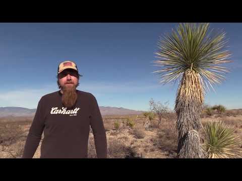 FAQ  #81 The word "Gun."