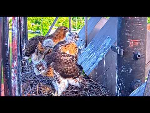 ~Red-tailed Hawks - Myszołowy Rdzawosterne - SŁODKIE " TROJACZKI " PIĘKNIE WYROSŁY ~