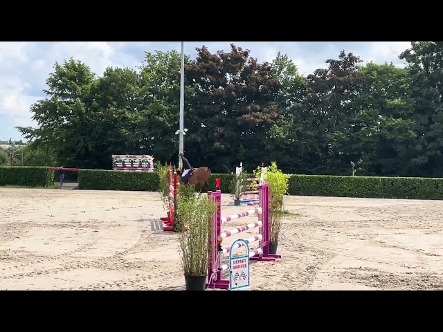 Cavalla Sella Francese In vendita 2013 Baio