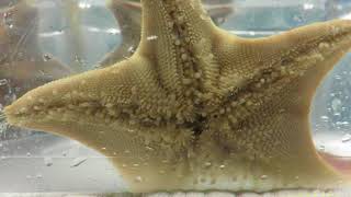 The Surprising Story of Sea Stars' Sticky Feet