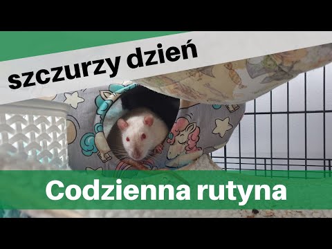 Jak wygląda codzienna rutyna moich szczurów? | Szczuromania #13