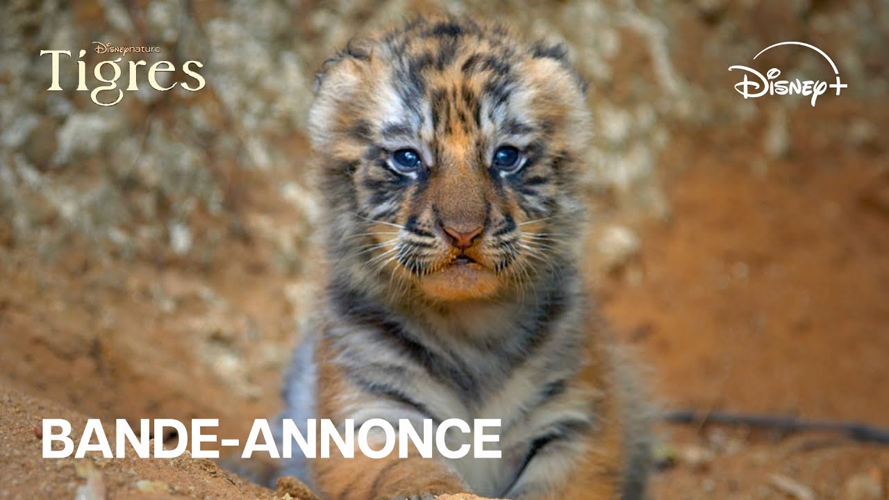 Tigres - Bande-annonce officielle [VOST]