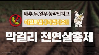 배추에 막걸리로 만든 천연살충제로 벌레퇴치(배추,무,열무 효과 좋아요)