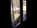 Spirit in tree? 
