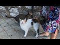 Calico Cat Meowing So Loudly Because She Is So Hungry