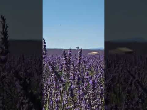 フランスの庭園にはどの植物が適していますか?プロヴァンスの小さな城のような空間を作るための 5 つ以上のアイデア  庭園