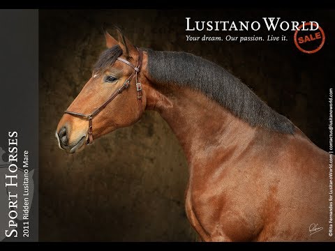 **SOLD** | Lusitano Ridden Mare (REF#036)