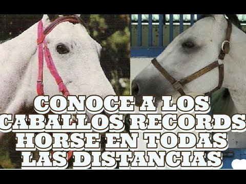 CHAMPION HORSES WITH TRACK RECORDS FROM 800 METERS TO 3200 METERS