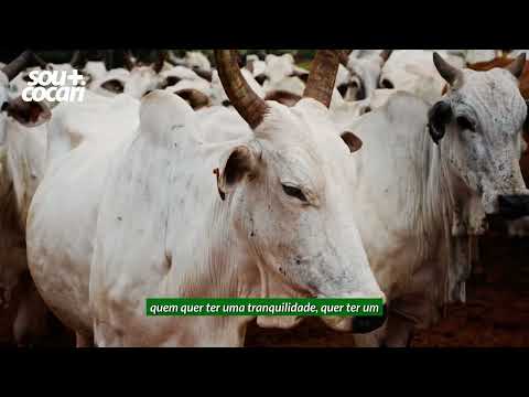 Sou Mais Cocari na Pecuária | Cerrado | Ipameri - Goiás