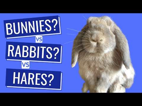 image-At what age does a bunny become a rabbit?