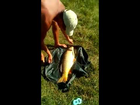 Balta Colonesti - Eliberare Crap 7 KG - 5 August 2018