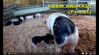 FARM ANIMALS on the FARM  (Part 85) EDUCATIONAL KIDS (Babies, Toddlers, Preschool, K-3)
