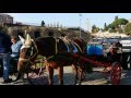 Horse Eating Out Of A Bag Next To The Colosseum In Rome Roma Italy