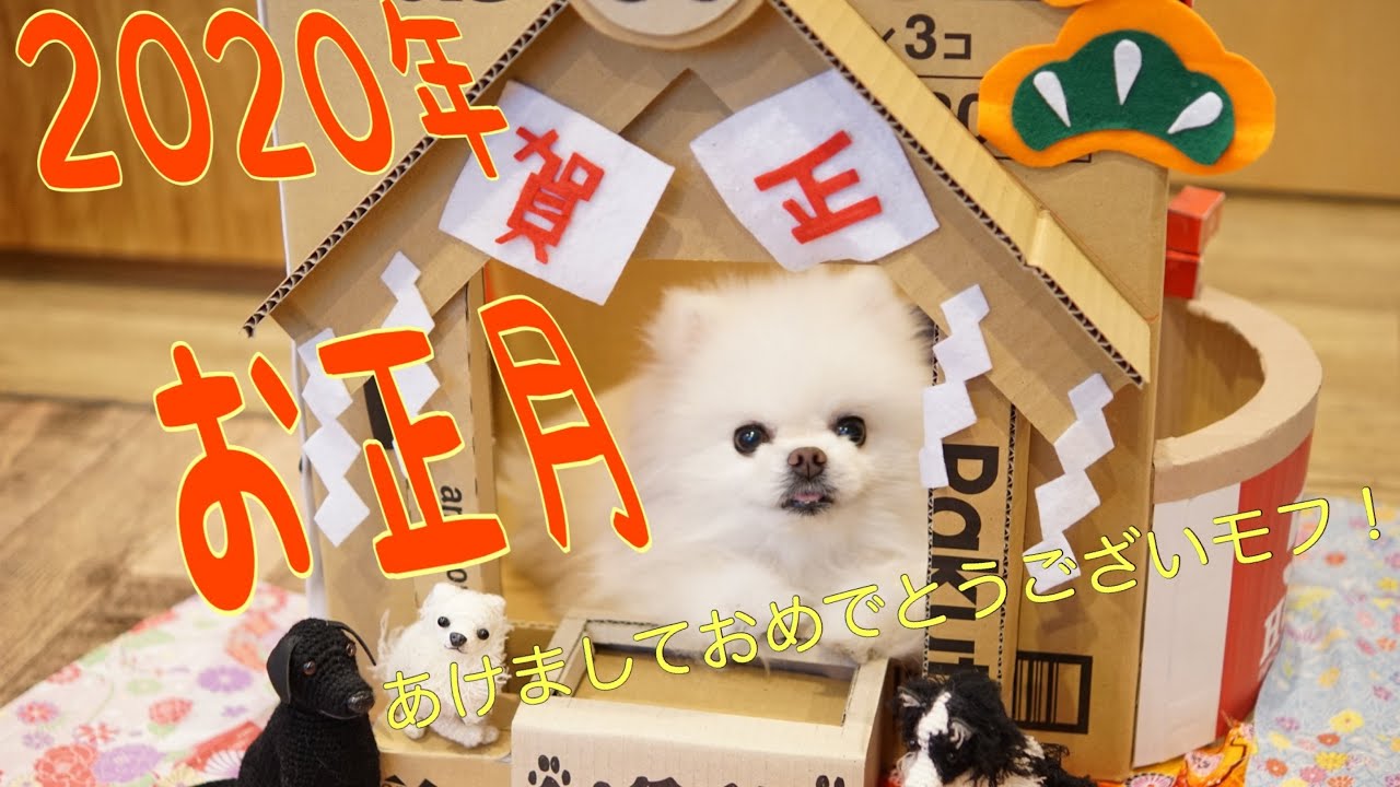 2020年 ポメラニアンのお正月～子年だよ！