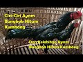 CIRI CIRI DAN KELEBIHAN AYAM HITAM KUMBANG