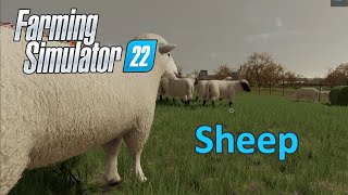 Farming Simulator 22 Tutorial | Sheep