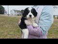 Aussiedoodle dogs for sale: Rose Standard - Video 1