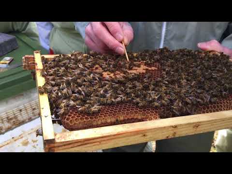 Preben instruerar kontroll av bikupor