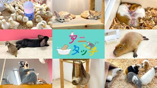 【アニタッチ MARK IS静岡】ゼロ距離でふれあう屋内型動物園！