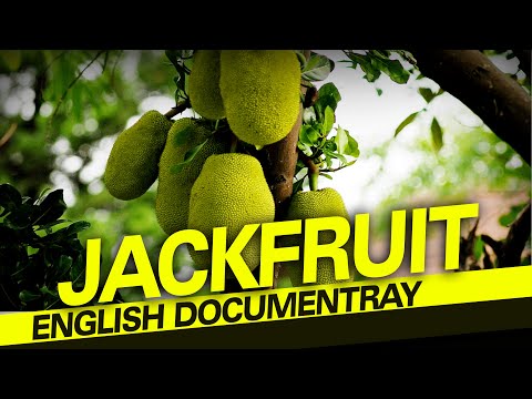 download lagu mp3 mp4 Jackfruit History, download lagu Jackfruit History gratis, unduh video klip Jackfruit History
