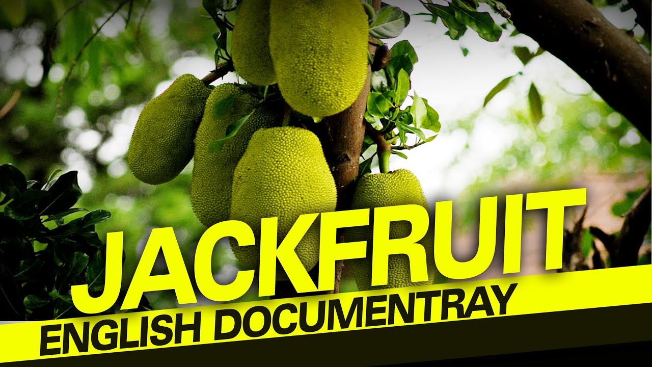 JACKFRUIT English Documentary Film