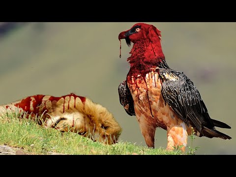 image-What is the deadliest bird of prey?