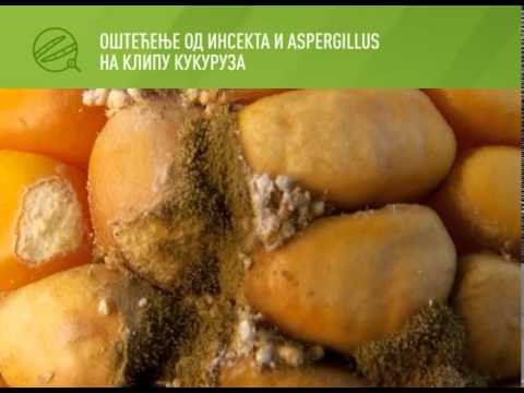 Zelena prognoza, 2.9.2015. - Zdravstveno stanje kukuruza