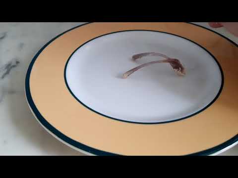 COMMENT DEVINER LE SEXE DU BEBE