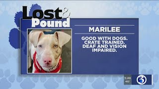 Lost &amp; Pound: Dog Star Rescue 4/26