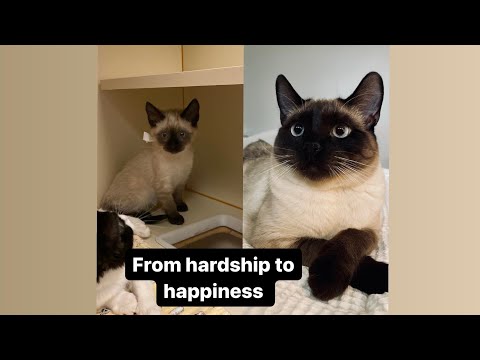 How a Siamese Cat Found its Forever Home and Became a Happy Pet: A Heartwarming Adoption Story