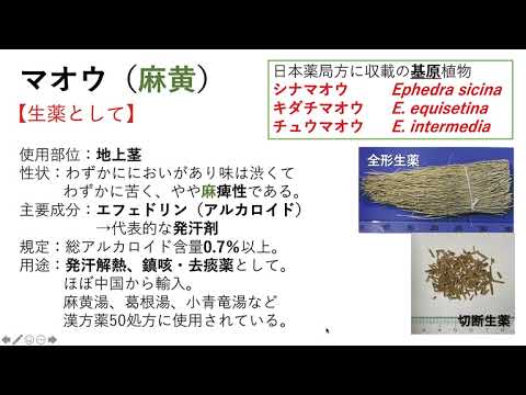 薬学科 安元 加奈未 講師