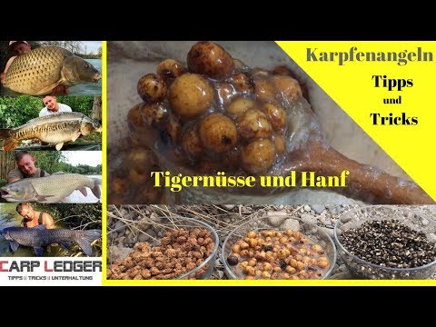 Karpfenangeln mit Tigernüssen - Karpfenangeln Tipps und Tricks, kochen, karpfenangeln 2018 (teach)
