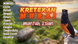 Download lagu #2 MURAI BATU GACOR FULL ISIAN | PANCING EMOSI DAN BIRAHI ! mp3