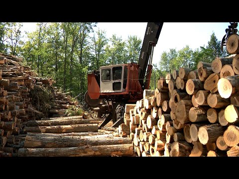 NH Chronicle: Tales from a NH Forester