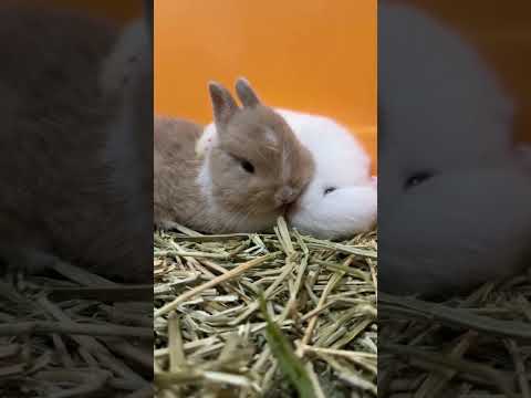 my little 😘  pet#youtubeshorts #pets #petshub #love #anime #shortvideo #viral #likeandsubscribe