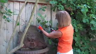 Pruning and Care of a Climbing Hydrangea