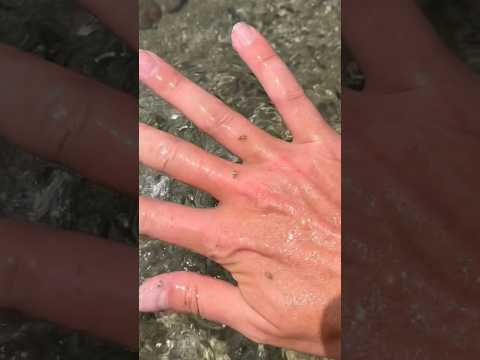 THIS is Why YOU NEVER Play With Sand PIRANHAS! #shorts