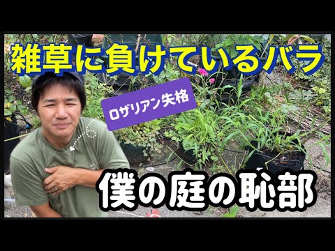 バラの根元に雑草対策として何を置くか？  庭園