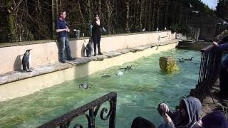 preview picture of video 'King and Humboldt Penguin Feeding at Birdland Park and Gardens - Part 1 of 4'
