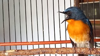 Download lagu 🔴pancingan tledekan gunung agar cepat gacor ngeplong buka paruh mp3 Download lagu 🔴pancingan tledekan gunung agar cepat gacor ngeplong buka paruh mp3